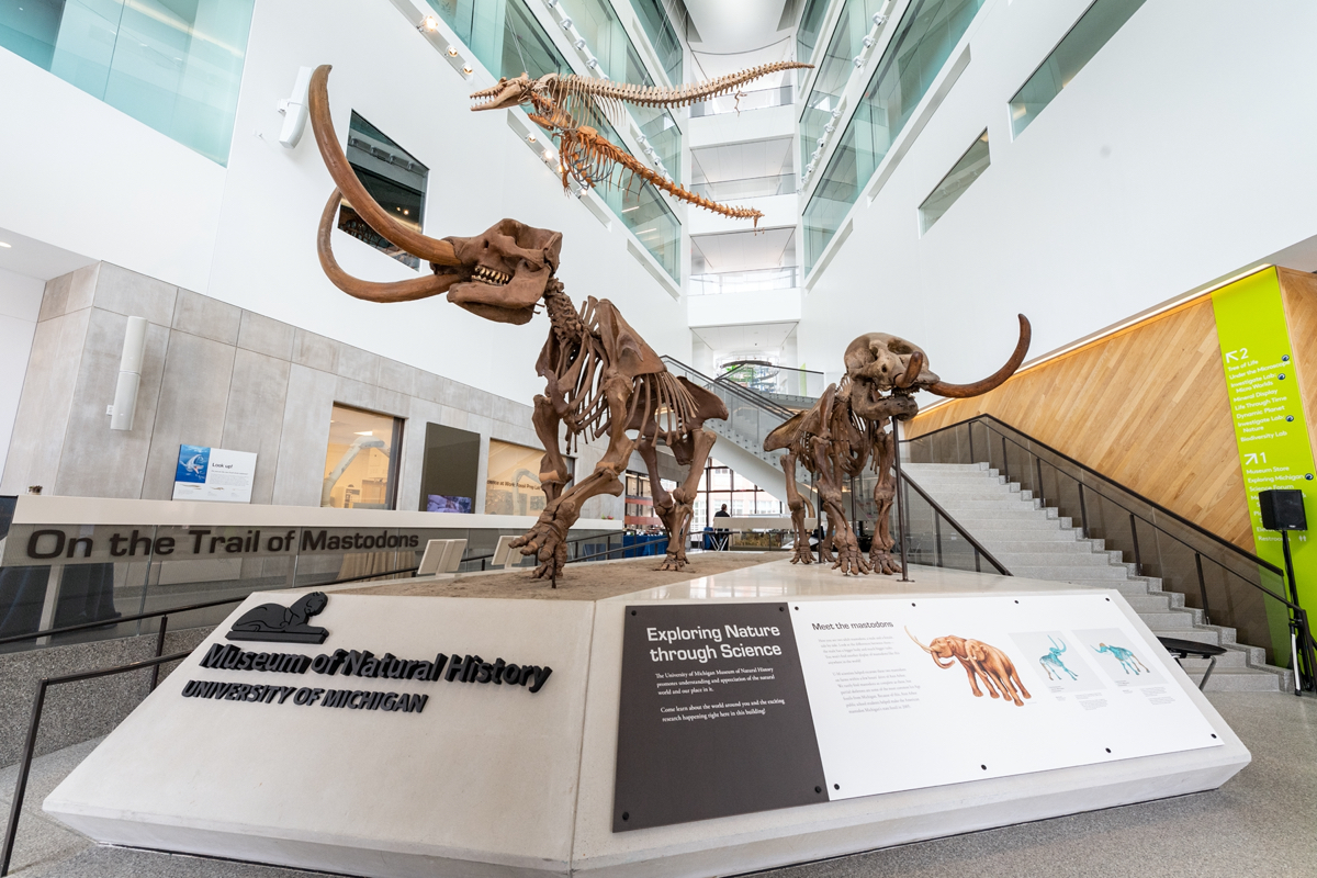 two mastodon skeletons on display at the Univeristy of Michigan's Museum of Natural History